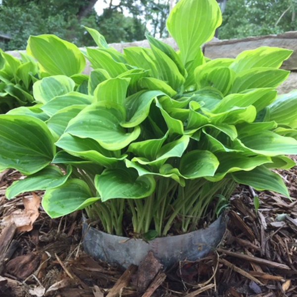 Хоста рассада