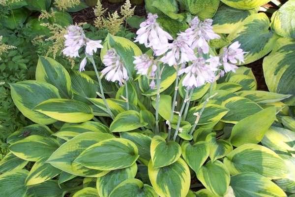 Хоста Цветущая
