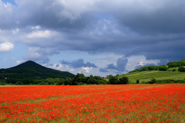 Флора Венгрии
