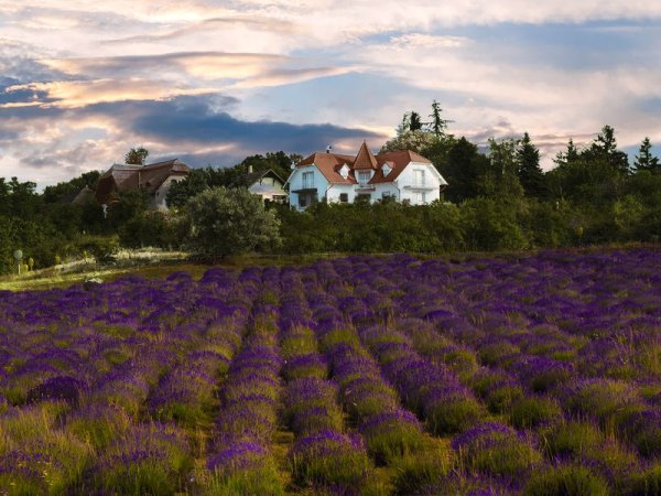 Тихань Венгрия Лаванда