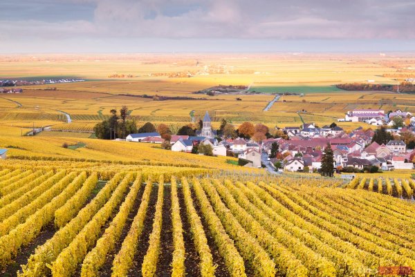 Реймс шампань виноградники