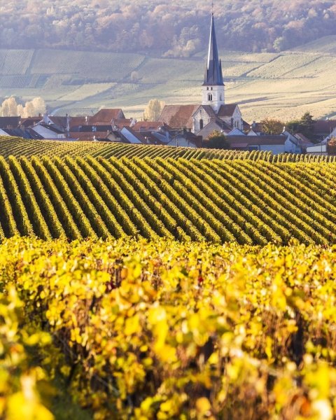 Виноградник в провинции шампань