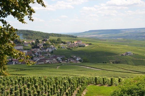 Виноградник в провинции шампань