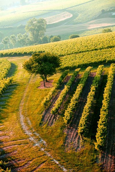 Провинция шампань Франция