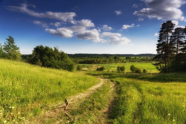 Середина июня природа