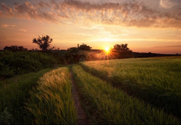Летний вечер в поле