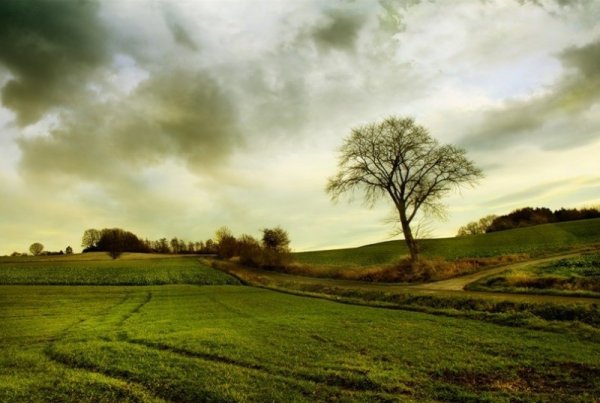 Фотография 1. деталь пейзажа