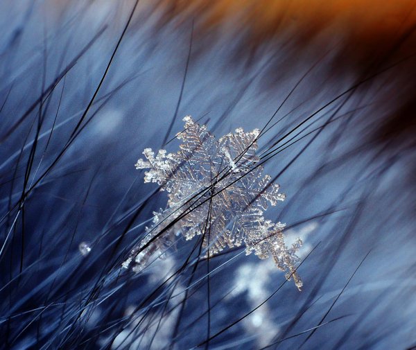 Снежинка макро