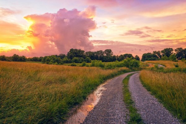 Просёлочная дорога в поле