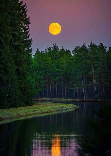 Золотое полнолуние