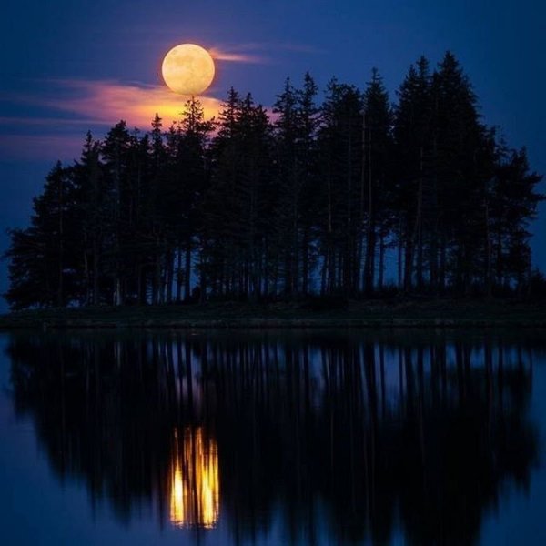 Ночной пейзаж с деревьями