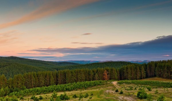 Леса Южного Урала Башкирия