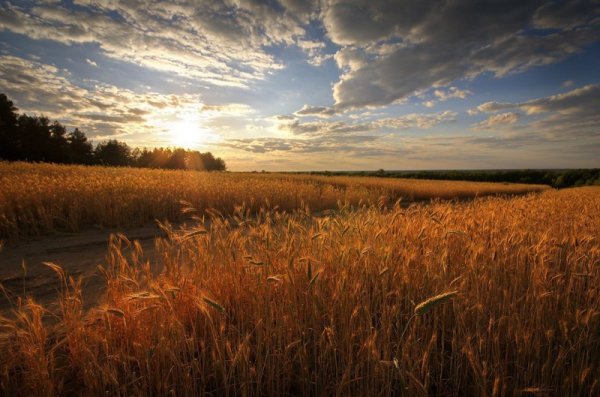 Хлебные поля России