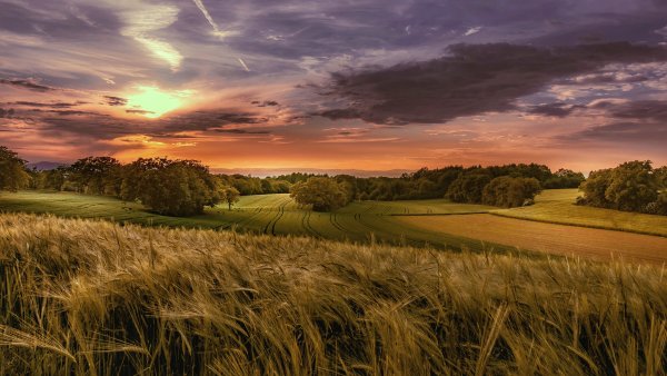 Природа поле