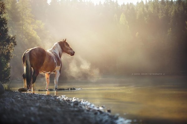 Красивые пейзажи с лошадьми