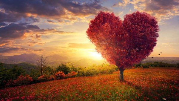 Влюбленные на закате