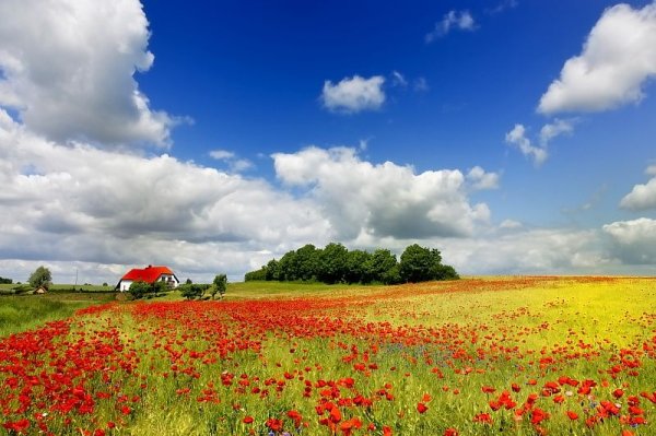 Чеслав Швайкош