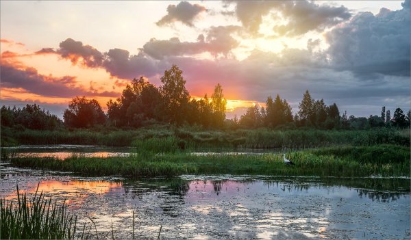 Полесье природа Белоруссия