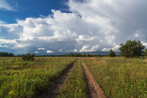 Природа Полесья Украины фото