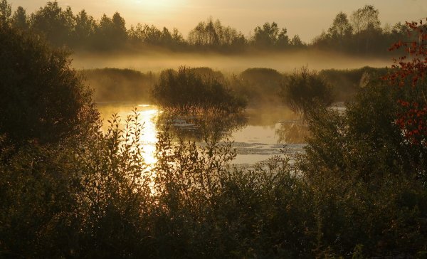 Белоруссия Полесье туман