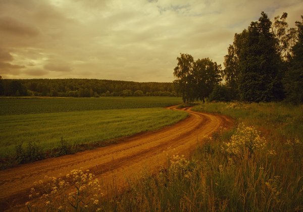 Полесье природа