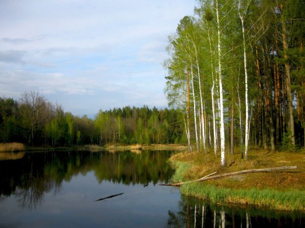 Полесье природа Белоруссия