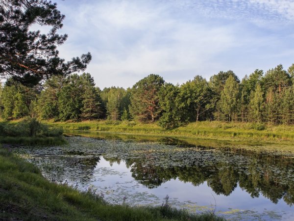 Полесье природа Беларусь