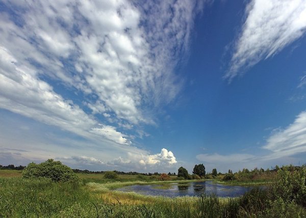 Полесье природа Украина