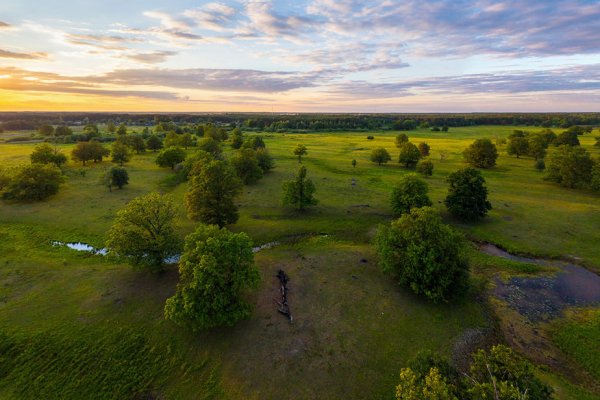 Полесья русской равнины