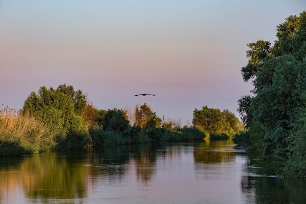 Астраханский заповедник галерейные ивовые леса
