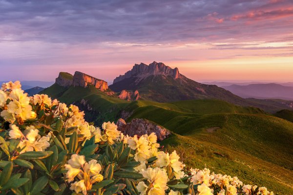 Адыгея большой Тхач рододендрон