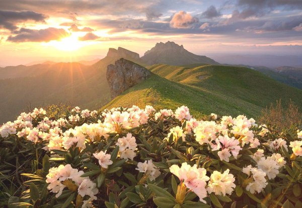 Рододендрон горный кавказский