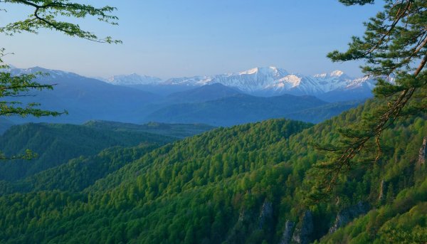 Природа плато Лаго Наки Адыгея лес