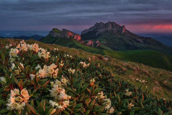 Долина рододендронов красная Поляна