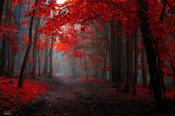 Красный лес