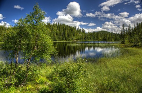 Тайга и река ХМАО