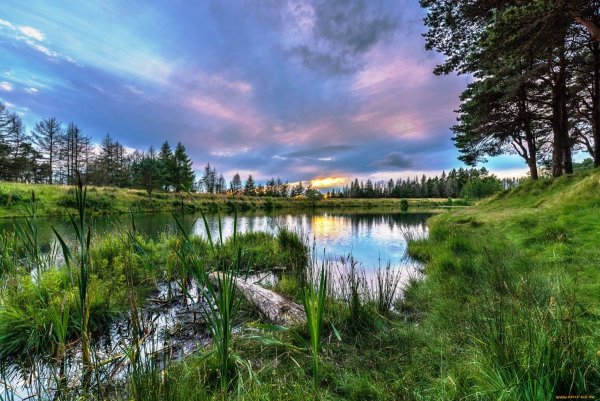 Лес ХМАО Югры