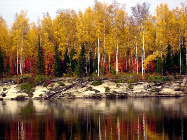 Ямало-Ненецкий автономный округ Тайга