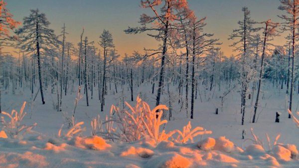 ХМАО Югра Сургут природа зима