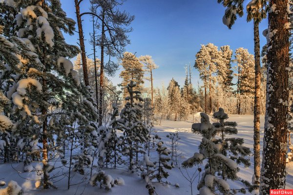 Тайга ХМАО зимой