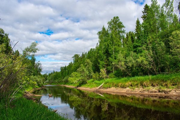 Лето Югра Тайга река