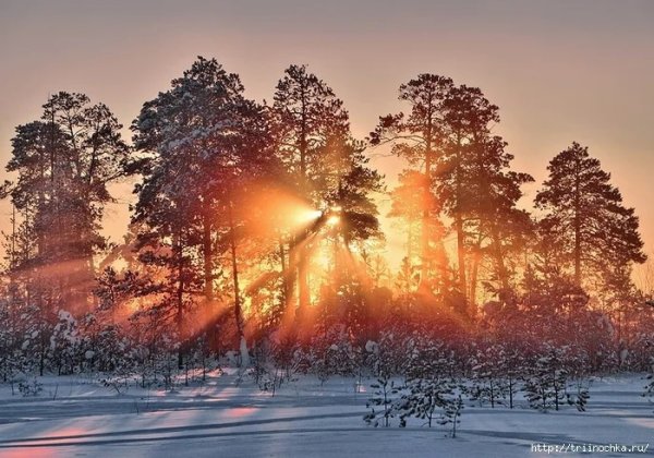 Тайга ХМАО зимой