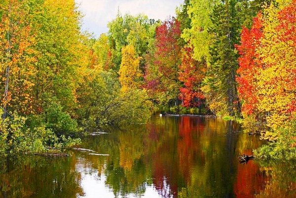 Осенний лес ХМАО