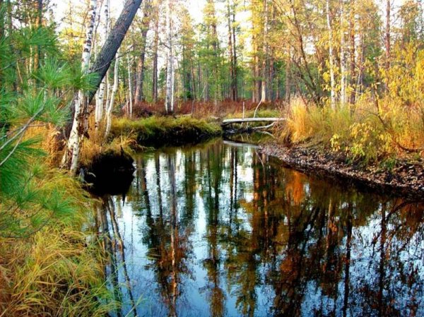 Югра лето природа