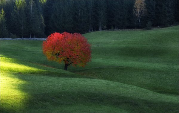 Цветовые контрасты в природе