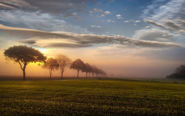 Поле с солнцем и деревом и туманом