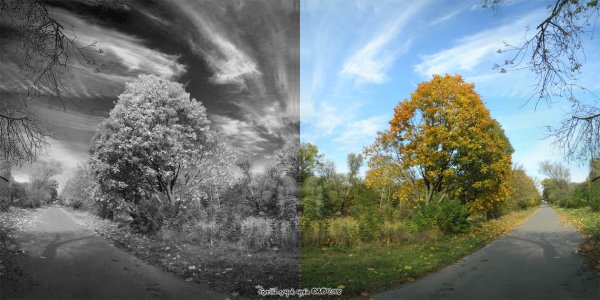 Контрастный снимок природы