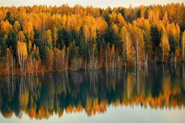 Золотая Тайга Гурьевский район