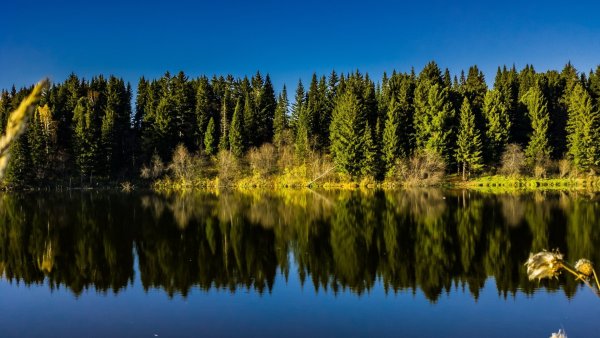 Озеро Лесовик Кемерово