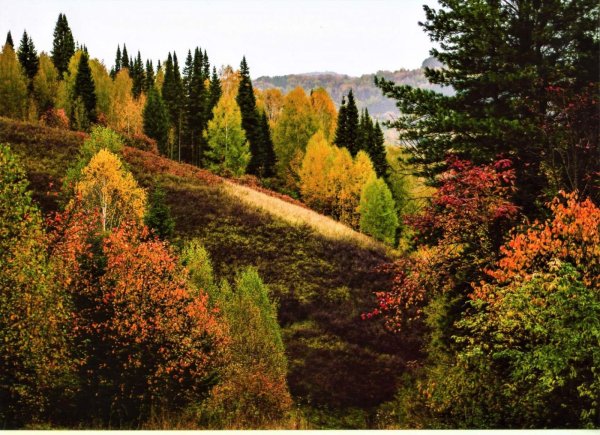 Тайга Кемеровская область лес